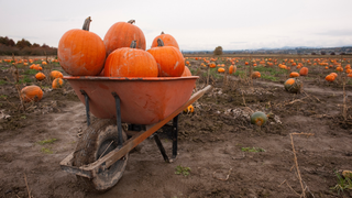 Read this deep dive on fall’s most cliche flavor